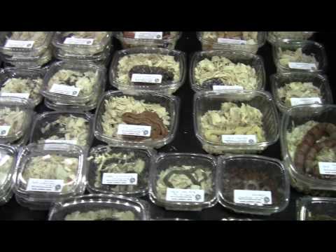 YouTube reptile video