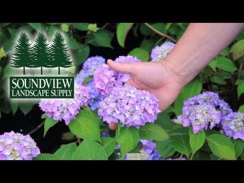 how to fertilize weigela