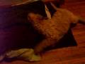 Crazy Emily Labradoodle