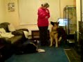 kai my GSD