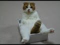 Animais em Momentos Críticos 6 & 7 Animais em Momentos Críticos 6 & 7