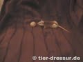 first natal rat training first natal rat training