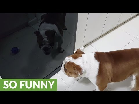 Risultati Per Bulldog Inglese In Video Su Mysocialpet It
