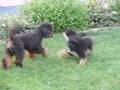 Caniche video