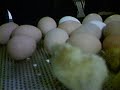 Küken macht Blödsinn