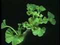 科学映像館The Spermatozoid of Ginkgo biloba(イチョウの精子）/Cellular Sli