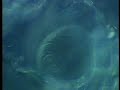 科学映像館The Spermatozoid of Ginkgo biloba(イチョウの精子)/Cellular Sli 科学映像館The Spermatozoid of Ginkgo biloba(イチョウの精子)/Cellular Sli