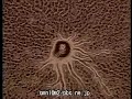 科学映像館The Spermatozoid of Ginkgo biloba(イチョウの精子）/Cellular Sli