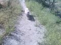 Las Bestias del Pantano