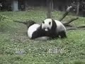 Mei Xiang and Tian Tian Reunited Pt II - August 28, 2008