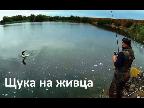 щука на живца с берега летом видео щука на живца с берега летом видео