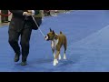 Dear Boxer Fans, Here's video of the Boxers at the 2011 Eukanuba National Championship in Orlando, December 18, 2011. Let me apologize in advance for the footage, as I was shooting without a tripod and had to reposition several times to try to get an unobstructed view. Congratulations to Diego and Scarlett, and to the Award of Excellence winners!! Working Group - 1st Place GCH CH Winfall Brookwood Styled Dream Working Group - 1st Place Bred by Exhibitor GCH CH Breho Fortuity Shared Treasure Best of Breed GCH CH Winfall Brookwood Styled Dream Best of Opposite Sex GCH CH Tamaron's Leonidas Best Bred By in Breed/Variety GCH CH Breho Fortuity Shared Treasure 1st Award of Excellence GCH CH Boca Royal Palms Smarty's Golden Girl 2nd Award of Excellence GCH CH Krismyths Spirit At Red Fern 3rd Award of Excellence GCH CH Breho Fortuity Shared Treasure 4th Award of Excellence GCH CH Haberl's Trademark Tux 'N' Tails 5th Award of Excellence CH White Pines Hot Fudge Sundae
