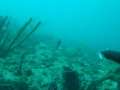 Freediving / Spearfishing - Nov. \