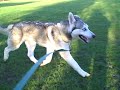 Kavik on a walk part2