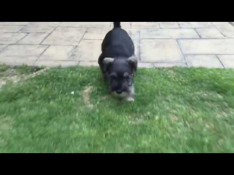 Duke loves playing on a sunny day. Duke also love to follow his master around wherever they go.