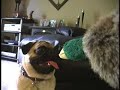 Max and the Wisecracking Duck