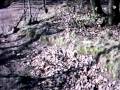 Downhill @ Steinbruch Schriesheim
