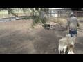 Trey on sheep