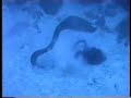 Octopus Vs Moray eel (Belize) Octopus Vs Moray eel (Belize)