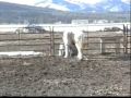 Kadence 4 09 - Gypsy Vanner Filly