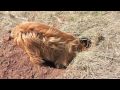 2010-05-11 | Australian Terrier Mother's Day ~> Black Back Firefly Ringo KT Rocky ()