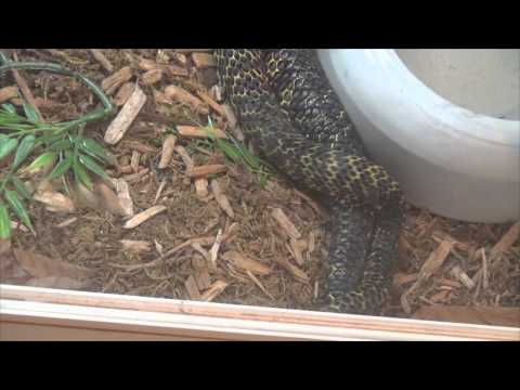 YouTube reptile video