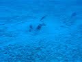 Stingray sleeping in the sand N The Florida Keys Stingray sleeping in the sand N The Florida Keys