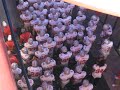 Buckeye Tunnel - Fiesta Bowl 1/5/09