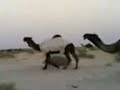 موقع سمان الهرج الشعبي مزاين مزايين الابل ابل بعير ناقه ناقة فحل مجاهيم وضح قصايد قصيده قلطات قلطه شعر اشعار الهاجري القحطاني العتيبي السبيعي اليامي العجمي المري الحربي الدوسري