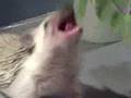 Charlotte the Hedgehog loves cilantro
