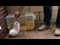 blanqui: La cobaya acrobata blanqui: La cobaya acrobata