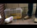 blanqui: La cobaya acrobata