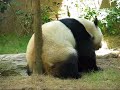 scratching panda