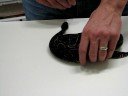 Black Axanthic Ball Python - J. Kobylka Reptiles Black Axanthic Ball Python - J. Kobylka Reptiles