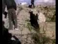 videos de MORGANTINA PRITANEO AIDONE ENNA SICILIA VENERE ZONA ARCHEOLOGICAESATTORE TASSE GIURATO SENATORE