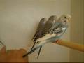 Budgie chicks in their own cage