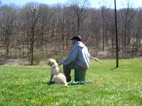 Lab Puppy Training for Hunt Tests