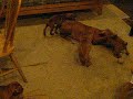 7 weeks vizslas playing with Rozsi
