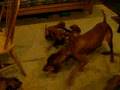 7 weeks vizslas playing with Rozsi