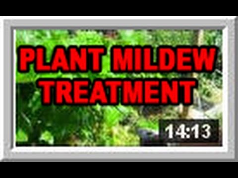 how to kill fungus on palm trees