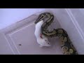 Monty the Ball Python in: Another Yummy Mouse Monty the Ball Python in: Another Yummy Mouse