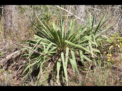 how to replant yucca