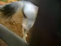 O cavalo TITANIC cruzando