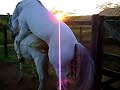 O cavalo TITANIC cruzando