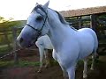 O cavalo TITANIC cruzando