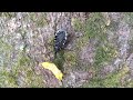 Click here to watch this video Deadly Japanese Bug
