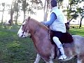freesbee a caballo