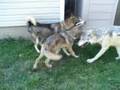 Loki, Selene and Max