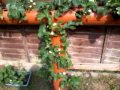 How to grow strawberry plants in a small space