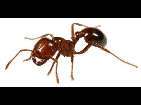 tamil ants animated rhymes, nursery, high quality kids, songs, age upto 5, learning, kidsone, cartoon, moon, kites, gudia, koyal, quality, culture, childrens, nursery primary teaching, cat, machili, telephone, toys, maya, poem, bunder, monkey, flowers, horse, fish, crow, snake, tortoise, telugu, stories